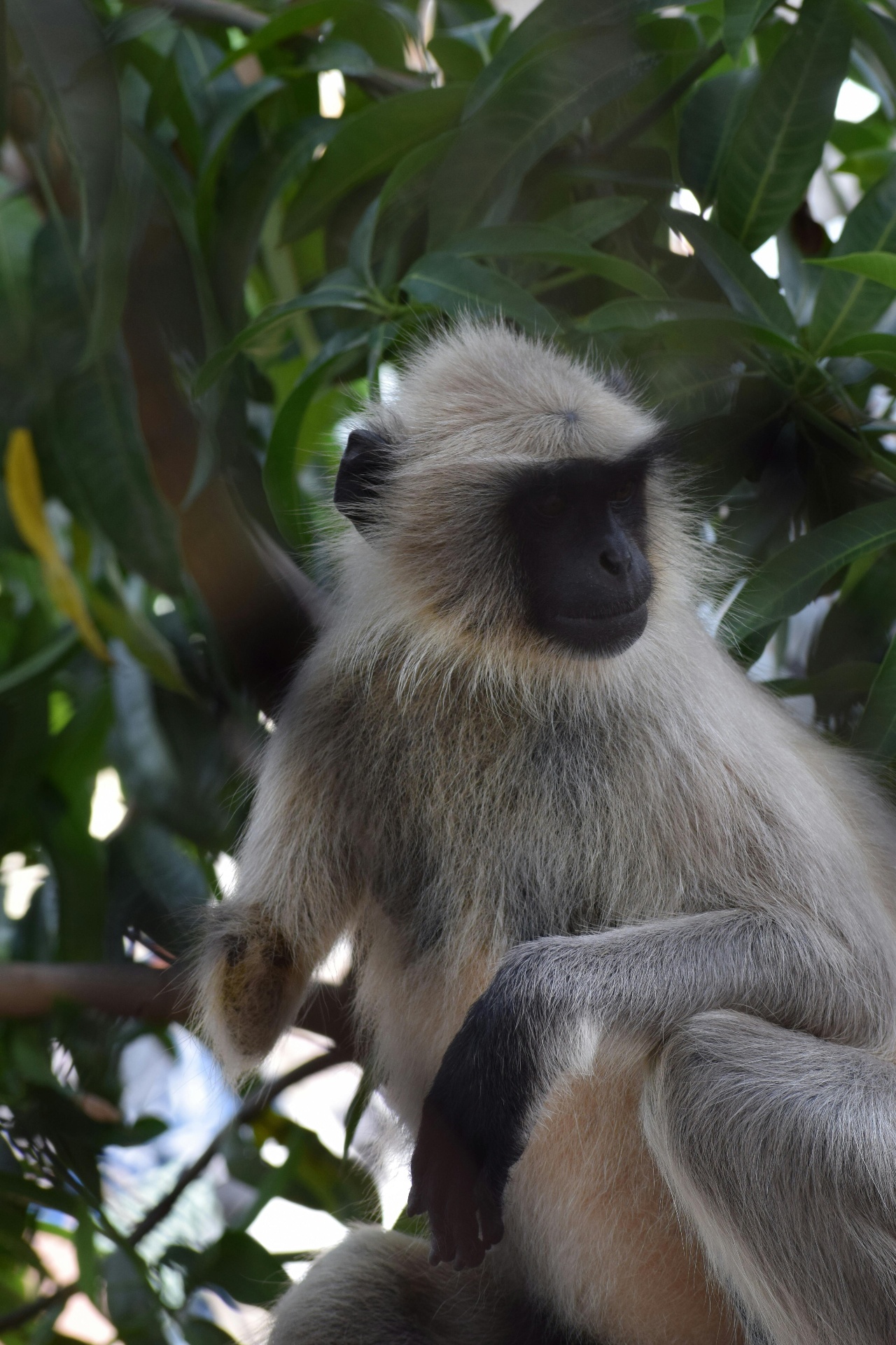 A langur sentinel watches the forest from above.