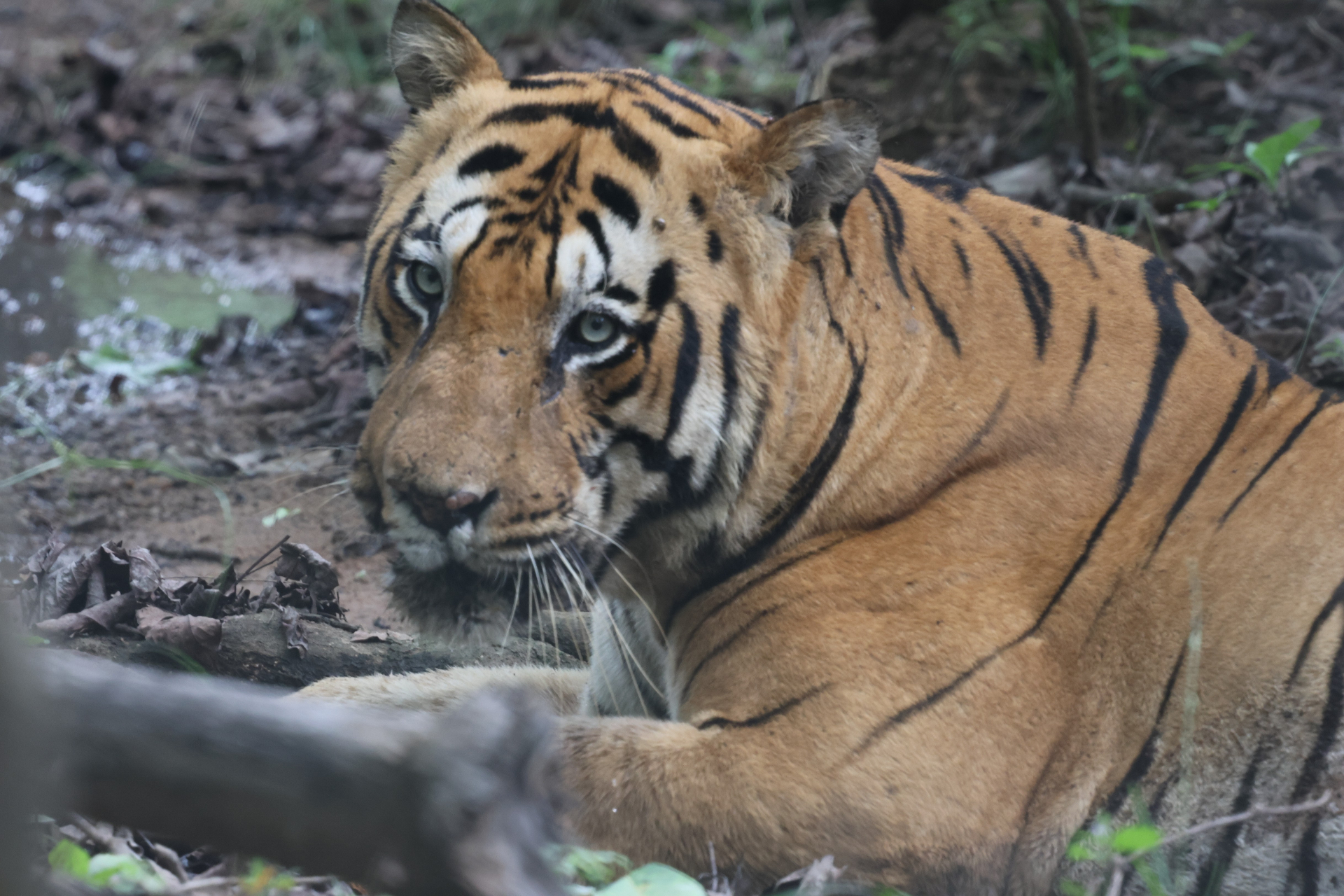 A tiger cools off at a shrinking summer waterhole.