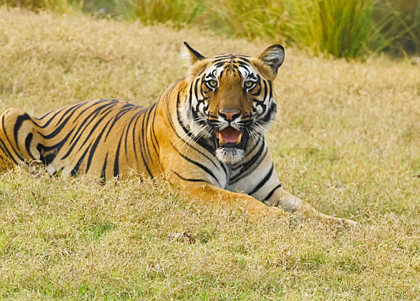 A Tadoba tiger in the dry deciduous forest that the next generation will inherit.