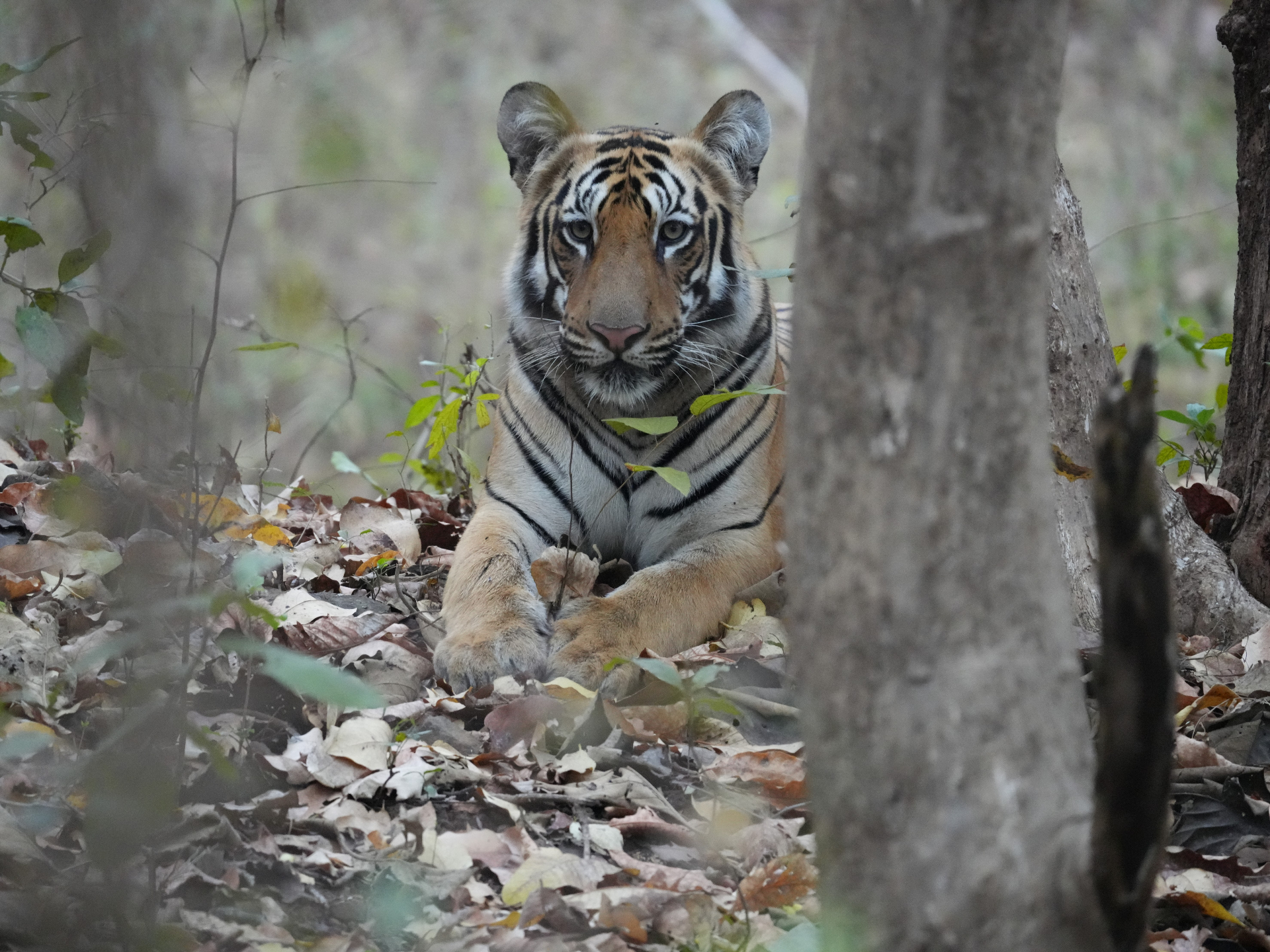 Buffer zones can deliver their own surprises — including young tigers learning the ropes.